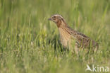 Common Quail (Coturnix coturnix)