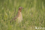 Common Quail (Coturnix coturnix)