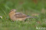 Eurasian Wryneck (Jynx torquilla)