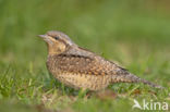 Eurasian Wryneck (Jynx torquilla)