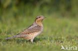 Eurasian Wryneck (Jynx torquilla)