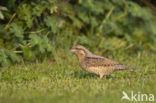 Eurasian Wryneck (Jynx torquilla)