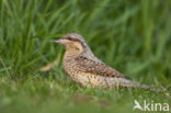 Eurasian Wryneck (Jynx torquilla)