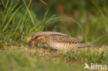 Eurasian Wryneck (Jynx torquilla)