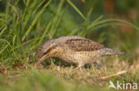 Draaihals (Jynx torquilla)