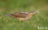 Eurasian Wryneck (Jynx torquilla)