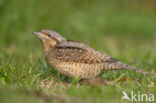 Eurasian Wryneck (Jynx torquilla)