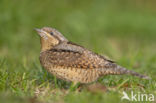 Eurasian Wryneck (Jynx torquilla)