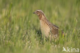 Common Quail (Coturnix coturnix)