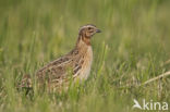 Common Quail (Coturnix coturnix)