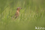 Common Quail (Coturnix coturnix)