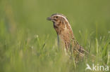 Common Quail (Coturnix coturnix)