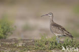 Whimbrel (Numenius phaeopus)