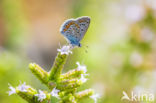 Common Blue (Polyommatus icarus)