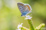 Common Blue (Polyommatus icarus)