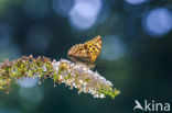 Keizersmantel (Argynnis paphia)