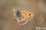 Hooibeestje (Coenonympha pamphilus)