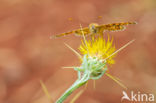 Knapweed Fritillary (Melitaea phoebe)