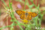 Knapweed Fritillary (Melitaea phoebe)