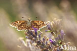 Mallow Skipper (Carcharodus alceae)