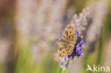 Mallow Skipper (Carcharodus alceae)