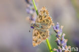 Mallow Skipper (Carcharodus alceae)