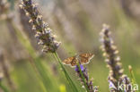 Mallow Skipper (Carcharodus alceae)