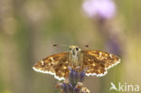 Mallow Skipper (Carcharodus alceae)