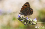 Wall Brown (Lasiommata megera)