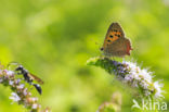 Small Copper (Lycaena phlaeas)