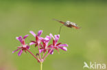 Kolibrievlinder (Macroglossum stellatarum)