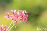 Kolibrievlinder (Macroglossum stellatarum)