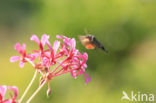 Kolibrievlinder (Macroglossum stellatarum)