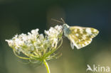 Bath White (Pontia daplidice)