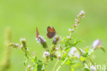 Kleine vuurvlinder (Lycaena phlaeas)