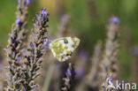 Bath White (Pontia daplidice)