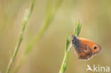 Hooibeestje (Coenonympha pamphilus)