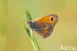 Hooibeestje (Coenonympha pamphilus)