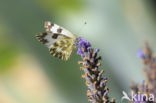 Bath White (Pontia daplidice)