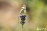 Resedawitje (Pontia daplidice)