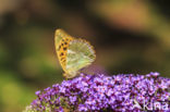 Keizersmantel (Argynnis paphia)