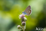 Common Blue (Polyommatus icarus)