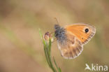 Hooibeestje (Coenonympha pamphilus)