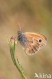 Small Heath (Coenonympha pamphilus)