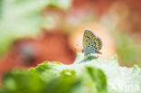 Silver Studded Blue (Plebejus argus)