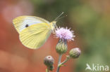 Pieris mannii