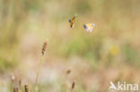 Hooibeestje (Coenonympha pamphilus)