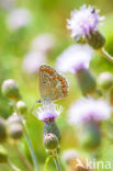 Brown Argus (Aricia agestis)