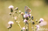 Common Blue (Polyommatus icarus)