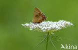 Brown Hairstreak (Thecla betulae)